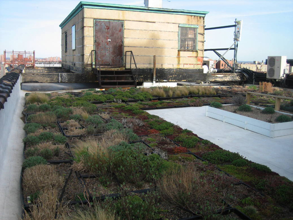 carter_greenroof2 carter_greenroof2